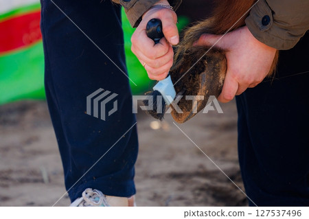 Careful attention to detail during horse hoof cleaning on a sunny day at the stable Careful attention to detail during horse hoof cleaning on a sunny day at the stable 127537496