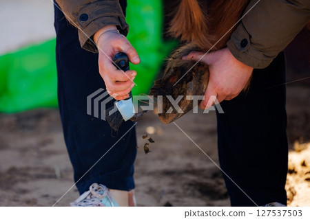 Expertly tending to a horses hoof on a sunny day at a tranquil stable location Expertly tending to a horses hoof on a sunny day at a tranquil stable location 127537503
