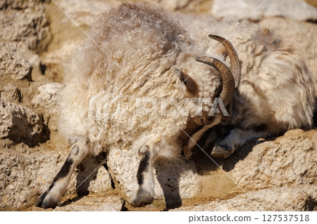 Fluffy goat resting peacefully on rocky terrain in warm sunlight during afternoon hours 127537518