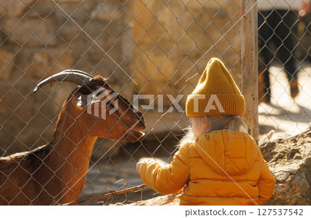 Child interacts with goat at sunny farm during a joyful afternoon outing in early spring 127537542