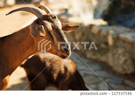 Captivating goat encounters at a serene farm near a bubbling stream under warm afternoon sunlight 127537546