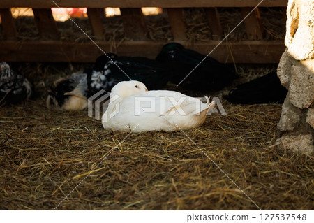 Quiet moments among the flock in a rustic barn setting during a sunny afternoon 127537548
