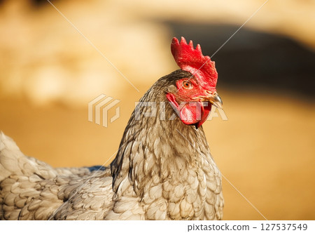 Majestic gray rooster proudly standing under the warm sun in a serene countryside setting 127537549