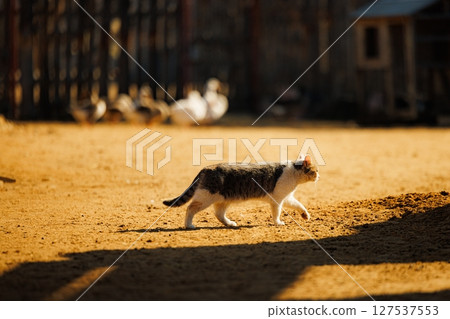 Cat wanders through a sunlit farmyard among ducks in warm afternoon glow Cat wanders through a sunlit farmyard among ducks in warm afternoon glow 127537553