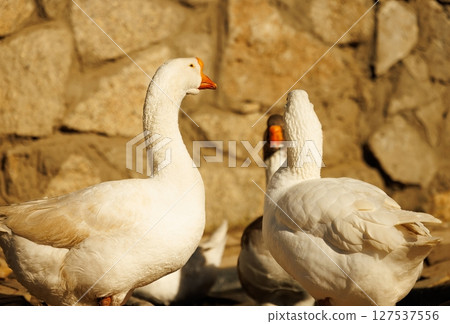 Elegant white geese gather near a rustic stone background during the golden hour of a serene afternoon 127537556