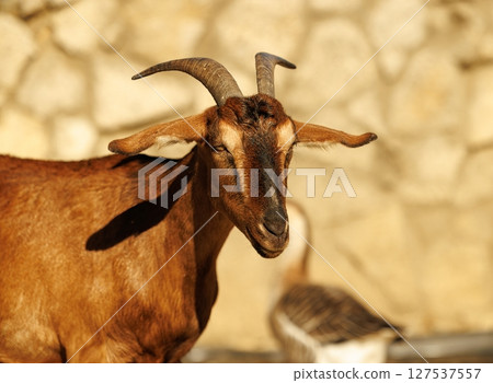 Brown goat with proud expression enjoying the morning sun near a stone wall in a serene countryside setting 127537557