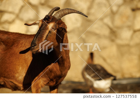 Goat basking in golden sunlight near a tranquil pond with a goose in the background Goat basking in golden sunlight near a tranquil pond with a goose in the background 127537558