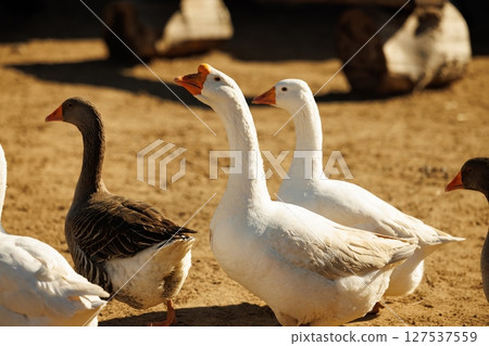 Geese wandering freely in a sunlit farmyard during a warm afternoon Geese wandering freely in a sunlit farmyard during a warm afternoon 127537559