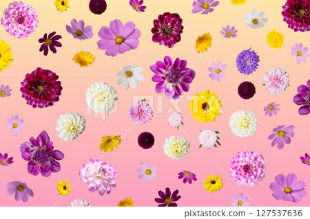 Colorful summer autumn background of flowers asters, dahlias, calendula. Floral Greeting card. Nature trendy decorative design. 127537636