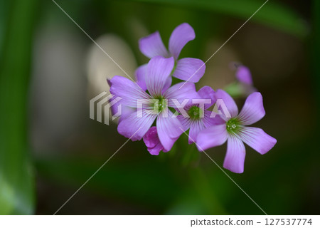 Murasaki Kabaki 127537774