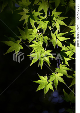 Waka Fall Leaves Green 127537779