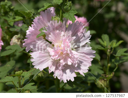 蜀葵 蜀葵 127537987