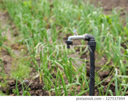 Irrigation tap in vegetable garden field Irrigation tap in vegetable garden field 127537994