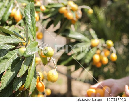 Hand holding ripe loquats from fruit-laden tree in natural light Hand holding ripe loquats from fruit-laden tree in natural light 127538010