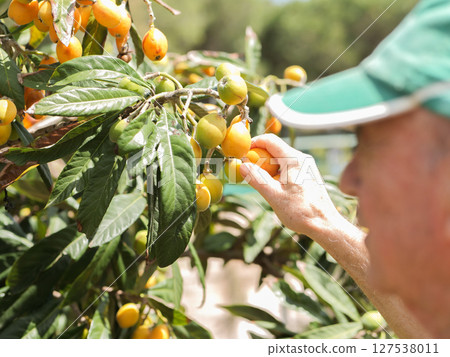 Senior man harvesting loquats in sunny orchard 127538011