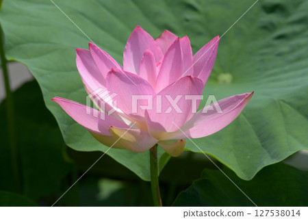 蓮花 127538014