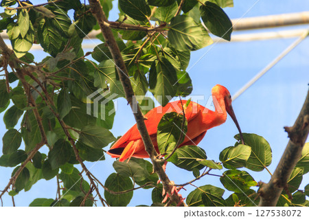 Scarlet ibis (Eudocimus ruber) on a tree 127538072
