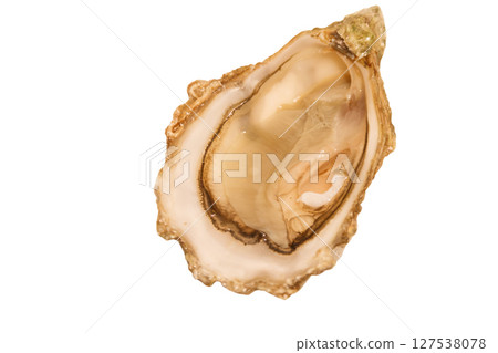 Oyster isolated on a white background Oyster isolated on a white background 127538078