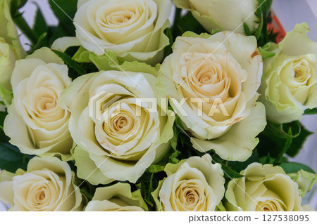 Background of the white roses 127538095