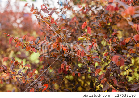 Botanical collection, pink flowers of Loropetalum chinense close up. 127538186
