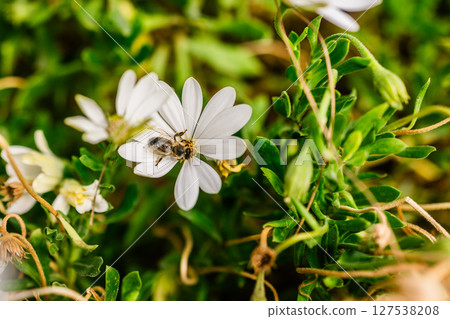 Bee on a white daisy in spring. Natural harmony, pollination process and ecological balance in close-up. 127538208