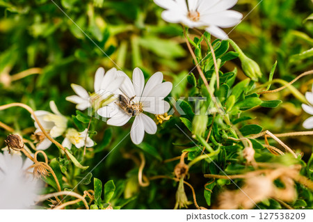Bee on a white daisy in spring. Natural harmony, pollination process and ecological balance in close-up. 127538209