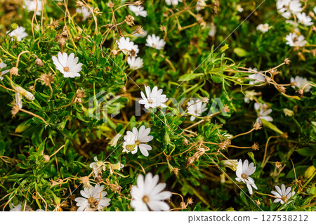 Field of wild white daisies in bloom. Natural floral abundance, springtime freshness and rural garden atmosphere. 127538212