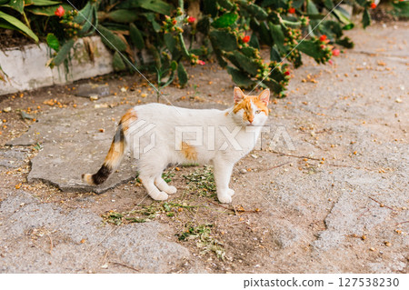 Close-up one-eyed street cat walking toward camera. Feline resilience, survival spirit and raw beauty of imperfection in natural surroundings. 127538230