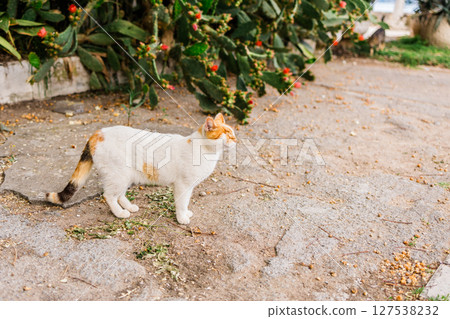 One-eyed street cat walking toward camera. Feline resilience, survival spirit and raw beauty of imperfection in natural surroundings. 127538232