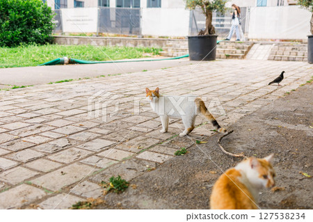 One-eyed cat standing on stone pavement. Urban animal life, resilience and survival of stray pets in city environments. One-eyed cat standing on stone pavement. Urban animal life, resilience and survival of stray pets in city environments. 127538234