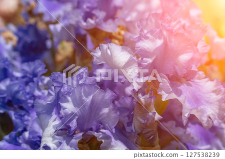 Flowers Iris Springtime: Purple irises bloom on sunny day, celebrating the spring season outdoors in daylight. Flowers Iris Springtime: Purple irises bloom on sunny day, celebrating the spring season outdoors in daylight. 127538239
