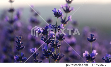 Blooming lavender field. Beautiful purple flowers. Regional organic cultivation. aromatherapy essential oils 127538270