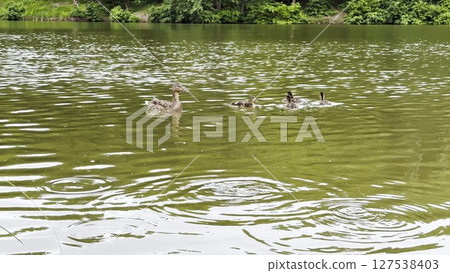 Mallard with ducklings floating in the lake at summer day. Mother duck with brood swimming at pond. Birds family in the nature habitat. Concept of animal wildlife. Close up Slow mo 127538403