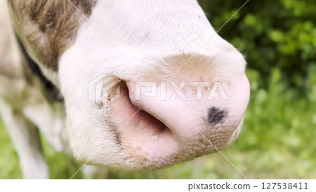 Close up to nose of cute cow pasturing at lawn. Kine chewing fresh grass outdoor. Beautiful friendly animal grazing on meadow at summer day. Concept of livestock husbandry 127538411