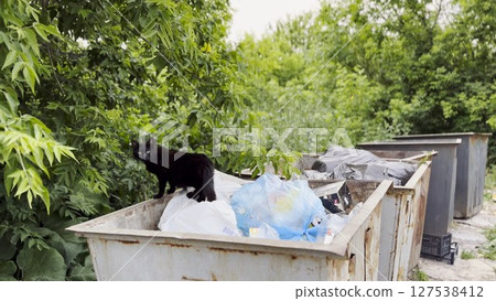 Black homeless cat standing in a dumpster at countryside. Stray kitten looking into camera from trash bin. Problem of protecting animals concept. Close up 127538412
