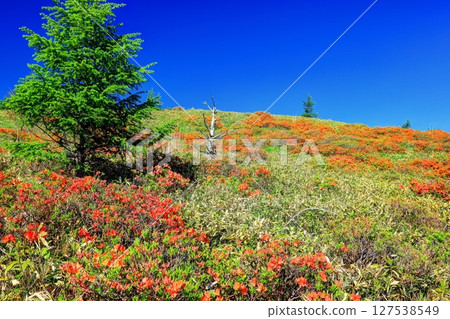 美原高原燒山的蓮華杜鵑花 127538549