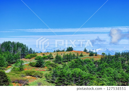 Renge azaleas of Yakeyama, Utsukushigahara Plateau, and the Northern Alps 127538551