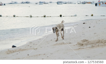 Dog walking by the edge of water at sunset, boats and people in the background set a tropical mood 127538560