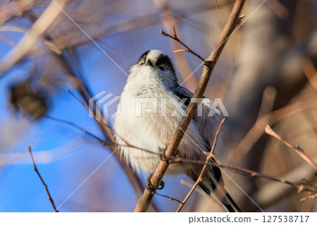 Long-tailed long-tailed small white bird popular for its cute gestures 127538717