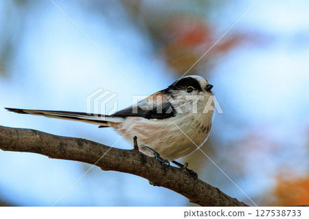 長尾長尾小白鳥因其可愛的手勢而廣受歡迎 127538733