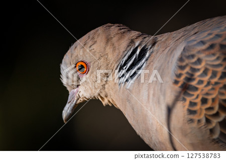 The turtledove, also known as the turtledove, which is also famous for its game 127538783
