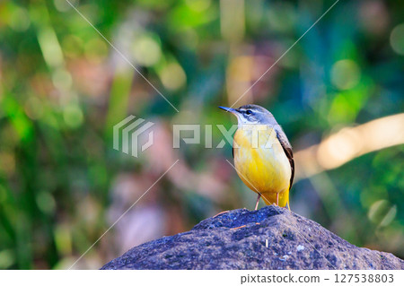 一隻美麗的鳥，灰色的鶺鴒，警惕性很高，喜歡在水邊，身上披著亮麗的檸檬黃。 127538803