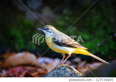 A beautiful bird, gray wagtail, who is vigilant, likes the waterside, and wears a bright lemon yellow. 127538805