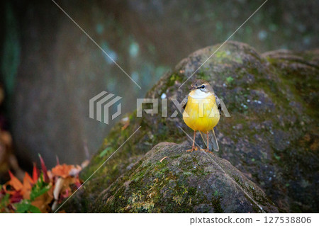 A beautiful bird, gray wagtail, who is vigilant, likes the waterside, and wears a bright lemon yellow. 127538806