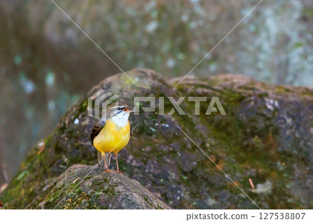 A beautiful bird, gray wagtail, who is vigilant, likes the waterside, and wears a bright lemon yellow. 127538807