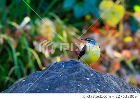 A beautiful bird, gray wagtail, who is vigilant, likes the waterside, and wears a bright lemon yellow. 127538809
