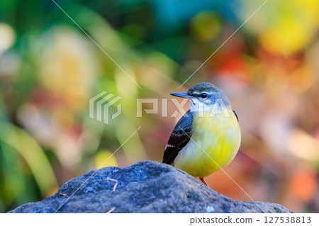 A beautiful bird, gray wagtail, who is vigilant, likes the waterside, and wears a bright lemon yellow. A beautiful bird, gray wagtail, who is vigilant, likes the waterside, and wears a bright lemon yellow. 127538813