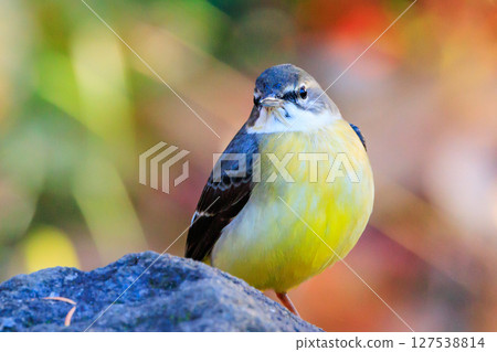A beautiful bird, gray wagtail, who is vigilant, likes the waterside, and wears a bright lemon yellow. A beautiful bird, gray wagtail, who is vigilant, likes the waterside, and wears a bright lemon yellow. 127538814