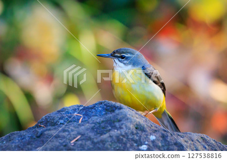 一隻美麗的鳥，灰色的鶺鴒，警惕性很高，喜歡在水邊，身上披著亮麗的檸檬黃。 127538816