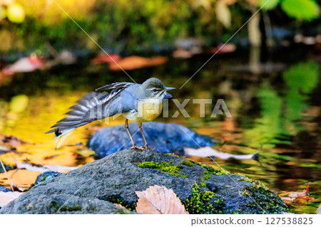 一隻美麗的鳥，灰色的鶺鴒，警惕性很高，喜歡在水邊，身上披著亮麗的檸檬黃。 127538825